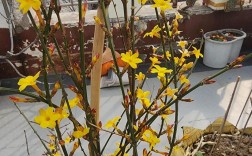 迎春花六瓣是稀有品种吗？