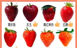 什么品种草莓最好种植