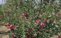 哪种海棠果树品种最好？