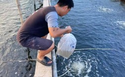 新模式南美对虾养殖技术如何高效推广？