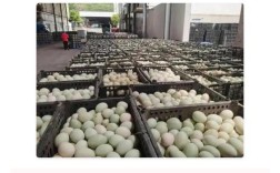 2025鸭蛋价格会涨还是跌？