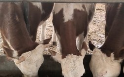 育肥牛品种选哪种效益更高？