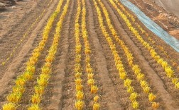 新型韭黄种植技术视频有何创新点？