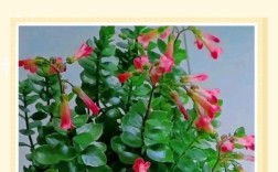 宫灯长寿花品种有多少？