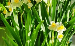 水仙品种有哪些？图片大图全在这！