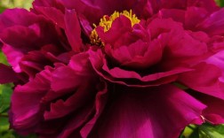 牡丹花最美的8个品种