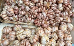 白蒜头价格多少钱一斤？