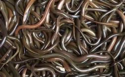 仙桃先锋黄鳝收购价多少钱一斤？