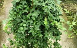 常春藤品种有哪些？