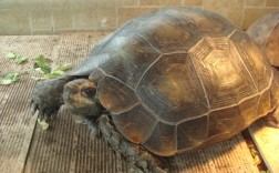 黑靴陆龟批发价多少？