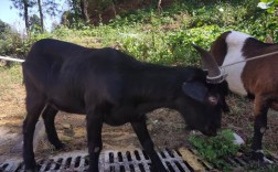 广西有多少种山羊品种