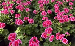 天竺葵品种有哪些？