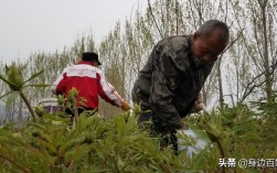 油牡丹种植视频怎么学？关键技巧有哪些？