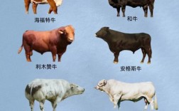 大型肉牛品种有哪些？