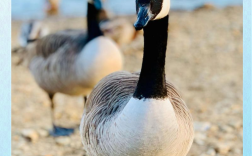 国外鹅的品种有哪些？