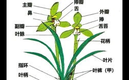兰草花品种如何快速辨别？