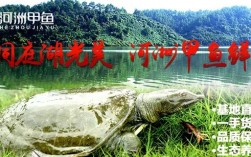 甲鱼生态健康养殖技术如何实现高效与环保？