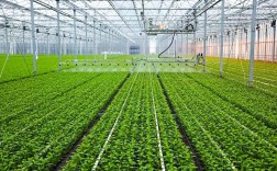 疏菜种植技术大全视频，如何轻松学会种植技巧？