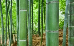 什么竹子韧性最好？