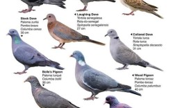 蛋鸽养殖选什么品种最合适？