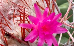 仙人掌品种花名有哪些？