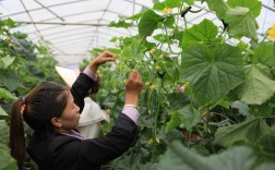 青瓜种植管理技术要点有哪些？