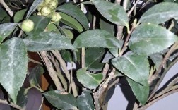 湖南茶花虫害防治技术有哪些关键要点？