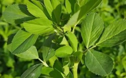 紫花苜蓿怎么种？技术要点有哪些？