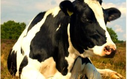 奶牛品种哪些最好？