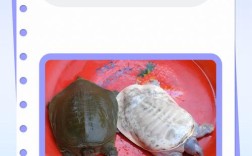 甲鱼草鱼混养，关键技术有哪些？