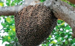 中蜂麻色品种是否更易分蜂？