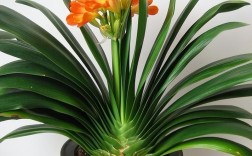 什么品种君子兰最好？