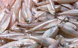 白条鱼养殖环境和技术关键点是什么？