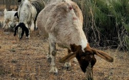 波尔山羊养殖技术前景如何？