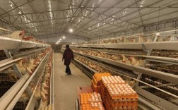 蛋鸡养殖技术视频全集有哪些要点？