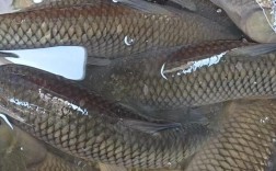 草鱼养殖技术视频高清，怎么学？