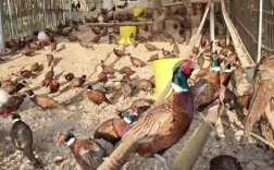 山鸡养殖主流品种是哪些？