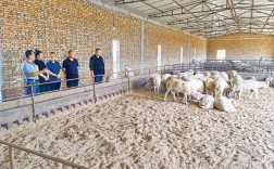 南方山羊养殖技术视频，有哪些关键要点？