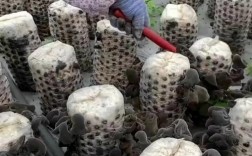 哪里能免费学木耳种植技术视频？