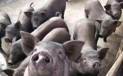 四川猪品种有哪些？