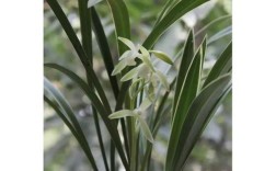 建兰观音素属什么品种