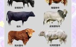 外国肉牛品种知多少？