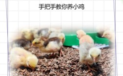 养小鸡技术视频哪里下载？