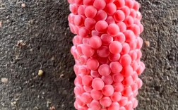 福寿螺价格多少钱一斤