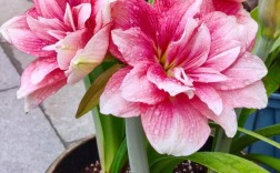 朱顶红品种花有哪些？