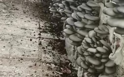 平菇价格2025预测