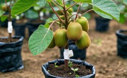 红猕猴桃种植技术视频有哪些关键点？