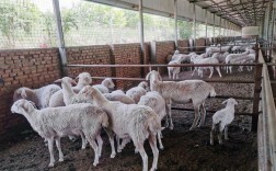 农村养羊技术要点有哪些？