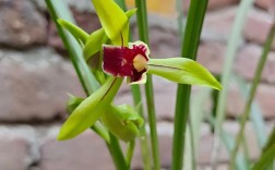 湖南兰草具体指哪种兰花品种？