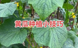 黄瓜大棚种植技术图文，如何掌握关键要点？